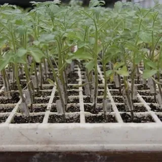 thumbnail for publication: Introducción a la Tecnología de Injertos a la Industria de Tomate en la Florida: Beneficios Potenciales y Retos